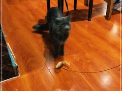 -猫小院猫主题咖啡厅(北锣店)