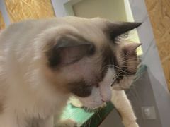 -喵喵咪呀布偶猫咖(春熙路店)