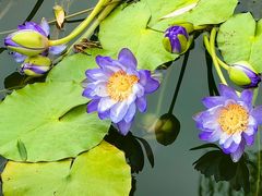 -国家植物园南园