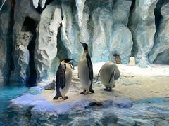 -帝企鹅自助餐厅•儿童岛•真企鹅(长隆企鹅酒店)