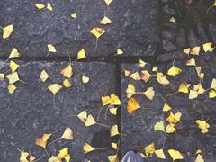 -东梓关景区村庄