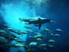 -迪拜水族馆及水下动物园