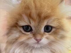 -屋虎猫馆(宝安大仟里店)