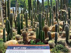 -深圳仙湖植物园