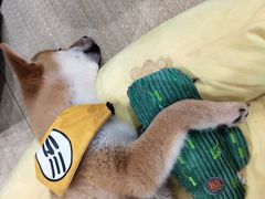 -逗柴咖啡屋·狗咖猫咖宠物桌游