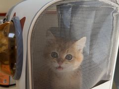 -艾贝尔宠物医院 ·内科全科(梁溪路店)