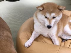 -逗柴咖啡屋·狗咖猫咖宠物桌游