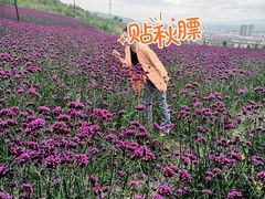 景点-紫颐香薰山谷景区