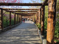 -南汇桃花村