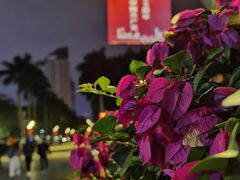 -万绿园