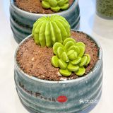 快来鲜芋仙吃多肉新品啦[吐]不会长肉肉的甜品
