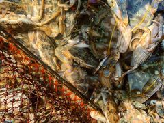 梭子蟹-芦潮港集贸市场