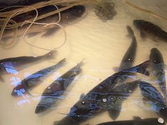 -咱屯子铁锅炖直营店(保利店)