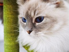 -糯米喵星人·撸猫猫舍咖啡馆(西市场嘉华店)