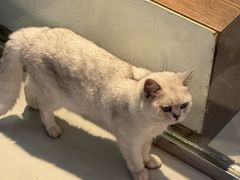 -豆逗聊愈猫阁Easy Life