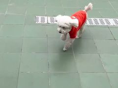 -北京观赏动物医院·24小时大型综合·猫专科·异宠专科