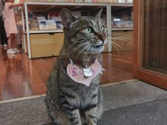-猫的天空之城概念书店(杭州南宋御街店)