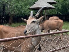 -大连森林动物园