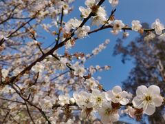 -广州市流溪河国家森林公园