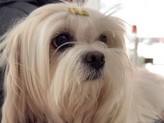 -瑞派福兴宠物医院犬猫全科·骨科·中西医结合(河东店)