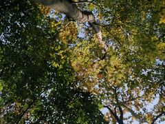 -上海佘山国家森林公园天马山园