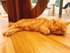 -飞行喵MR PILOT|猫舍·猫咖(静安大融城店)