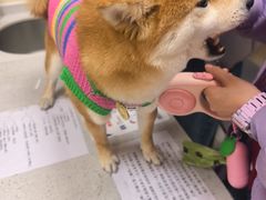 -德元·美联众合24小时动物医院(总院)