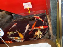 -太阳门淮扬菜(南京博物院店)