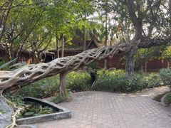 -瑞丽独树成林风景区