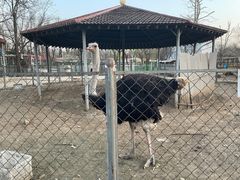 -意大利农场度假村