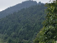 -武陵山森林公园