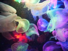 -太平洋海底世界