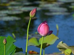 -昆山城市生态森林公园