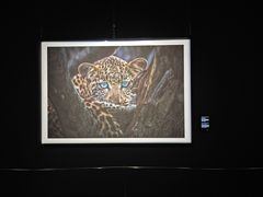 -罗红摄影艺术馆