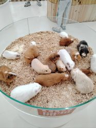 -Moni星球萌宠·小马宝莉·灵蛇·高端高阶全萌宠互动体验俱乐部(红豆国际广场店)