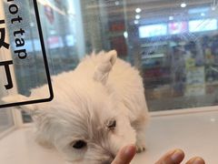 -翊宠yipet猫狗购宠庄园
