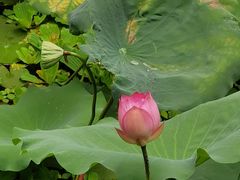 -荔湾湖公园