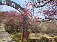-香雪海