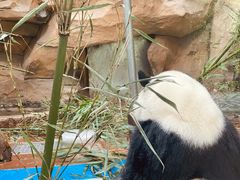 -成都动物园