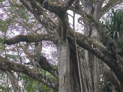 -瑞丽独树成林风景区