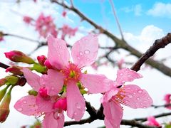 -天适樱花悠乐园