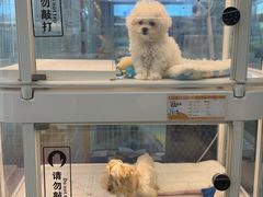 -翊宠yipet猫狗购宠庄园犬舍•猫舍