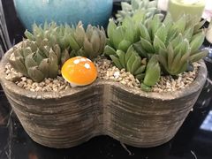 -桂林市花鸟市场