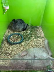 -萌宠亲子动物乐园(槐房万达店)