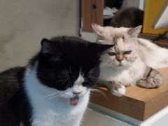 -Heymao猫咖.咖啡厅(东门店)