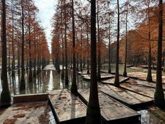 -泗洪洪泽湖湿地景区