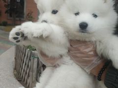 -翊宠yipet猫狗购宠庄园犬舍•猫舍