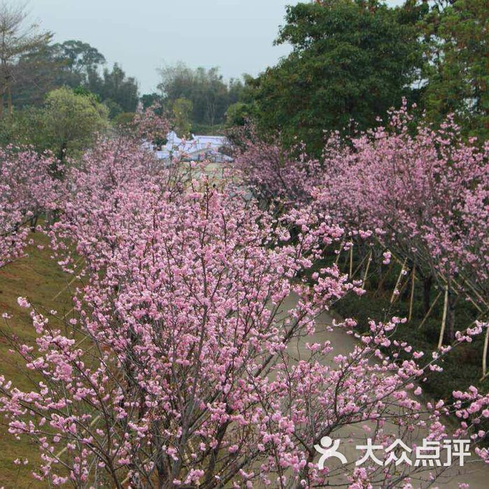 天適櫻花悠樂園