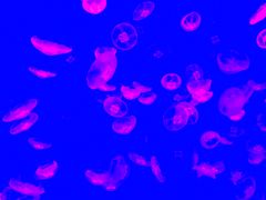 -波塞冬旅游度假区