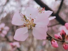 -桃花堤公园